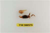 藏品(乳白南方招潮蟹)的圖片